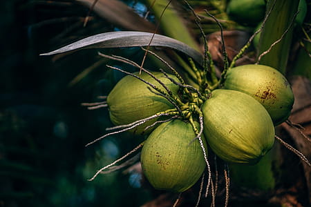 Selective Focus Photo of Coconuts thumbnail
