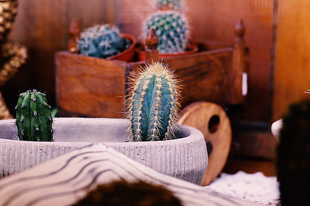 ball cactus plant with gray pot thumbnail