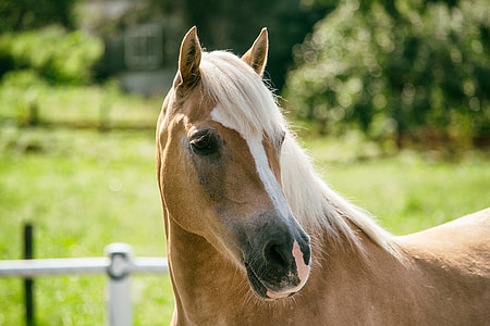 painting of brown horse outdoors during daytime thumbnail