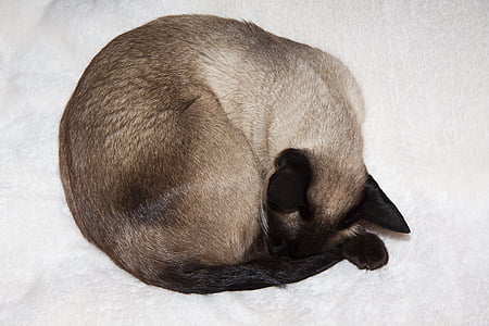 short-fur brown and white cat lying on white surface thumbnail