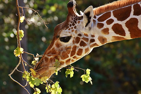 brown giraffe and tree leaves thumbnail