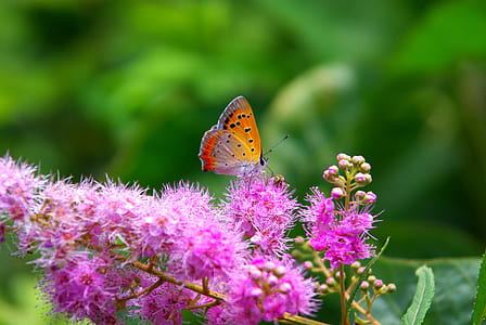 orange and grey butterfly perching on pink flowers selective focus photography thumbnail