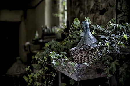 glass bottle in brown wicker basket beside vine plant thumbnail