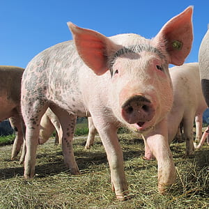 close up photography of pig graphic wallpaper thumbnail