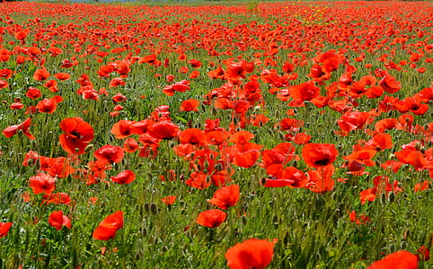 red flower field thumbnail