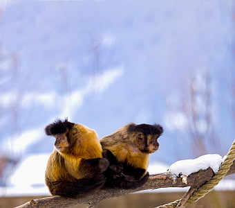 shallow focus photography of two brown-and-black monkeys thumbnail