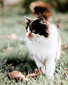 long-haired white and black cat on grass thumbnail
