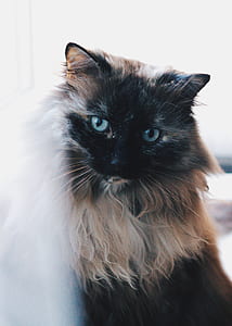 brown and black cat on white background thumbnail