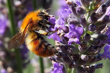 orange bee perching purple flower in close-up photography thumbnail