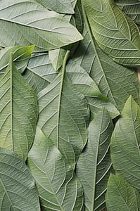 nature, pattern, leaves, green thumbnail