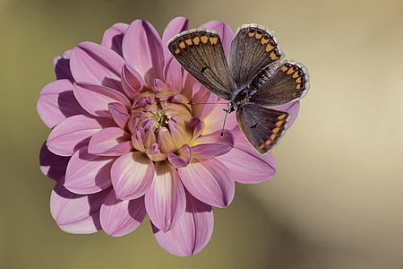brown butterfly on purple dahlia flower thumbnail