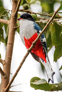 gray, red, and blue bird standing on twig thumbnail
