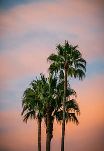 green palm trees thumbnail