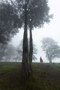 person on side of tree thumbnail