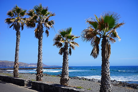 palm trees on seaside thumbnail