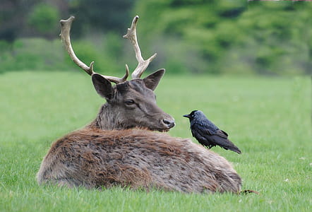 black crow perching on buck thumbnail