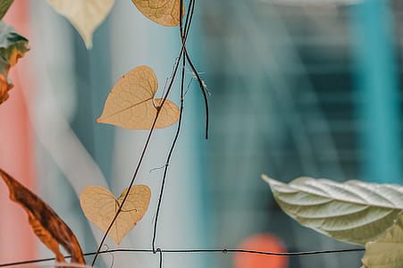Ovate-shaped Beige Leaf thumbnail