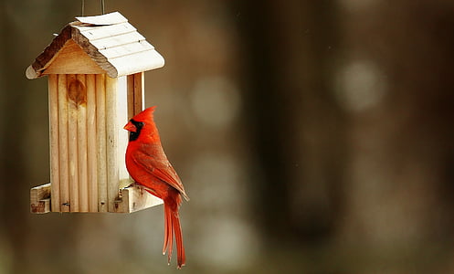 red Cardinal bird perched on brown wooden hanging birdhouse thumbnail