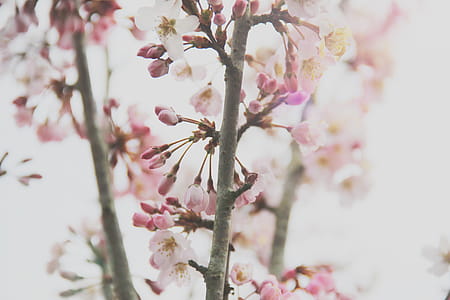 Close-Up Photography of Cherry Blossom thumbnail