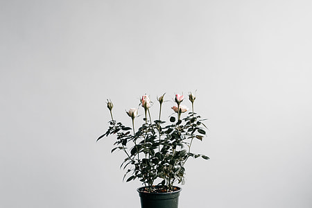 pink roses in black flower pot about to bloom thumbnail