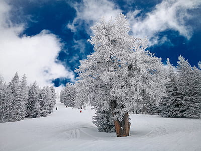 tree covered with snow thumbnail