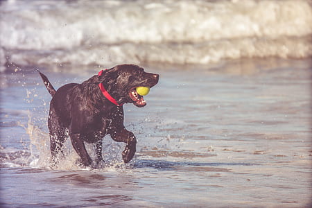 dog running on body of water biting yellow ball thumbnail