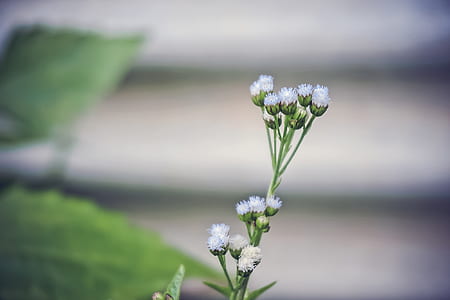 White Ageratum Close Up Photography thumbnail