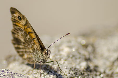 garden, animal, color, outdoors thumbnail