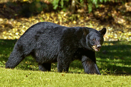 black bear at the field during day thumbnail