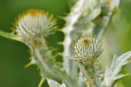 Thistle, Silver Thistle thumbnail