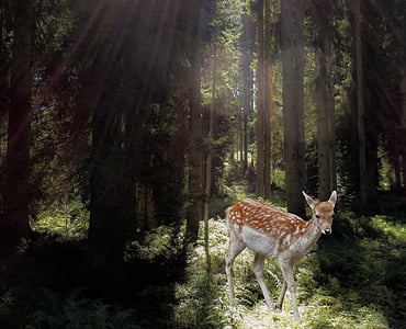 white tail doe surrounded by green forest thumbnail