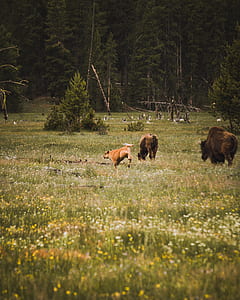 three brown animals on green grass field thumbnail