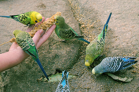 flock of parakeets thumbnail
