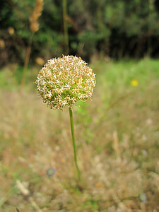 Jasione Montana, Blue Bonnets thumbnail