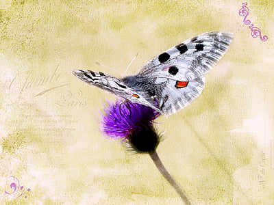 photography of white and black apollo butterfly thumbnail