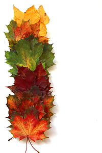 green , red, and yellow maple leaves placed on white surface thumbnail
