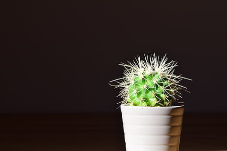 green cactus in white vase thumbnail