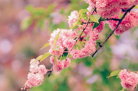 shallow focus photography of pink leafed tree thumbnail