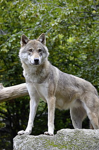 gray wolf on rock thumbnail