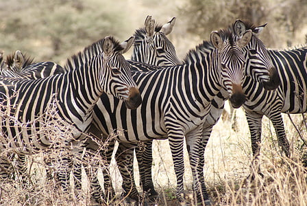 zebras standing on brown grass field thumbnail