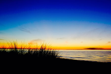 silhouette photography of grass in shoreline thumbnail