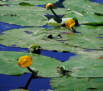 three yellow-and-green half bloomed water lily flowers thumbnail