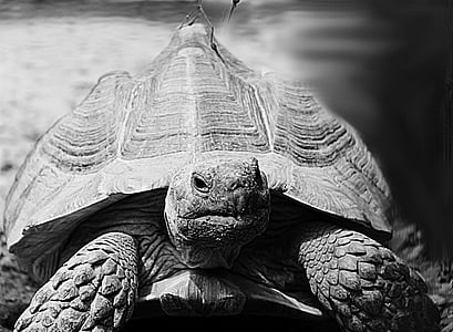 grayscale photo of turtle thumbnail