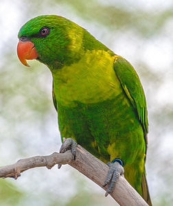 green and yellow bird thumbnail