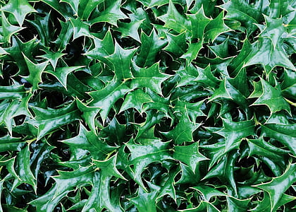 green plant thumbnail