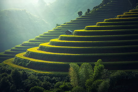 brown tree on rice terraces thumbnail