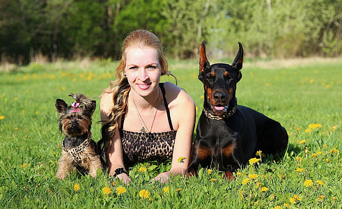 Doberman, Yorkshire Terrier thumbnail