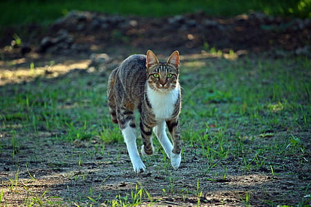 gray tabby cat running on grass thumbnail