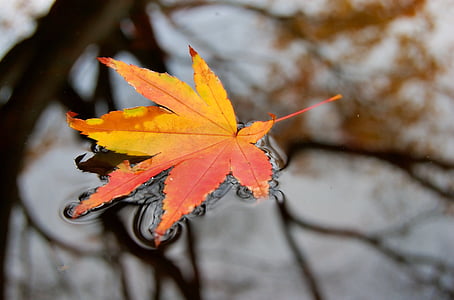 maple leaf floating on water at daytime thumbnail