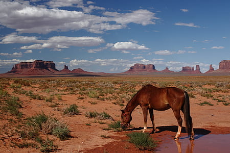 brown horse eating grass on desert thumbnail